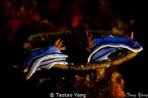 After romantic by Taotao Yang 